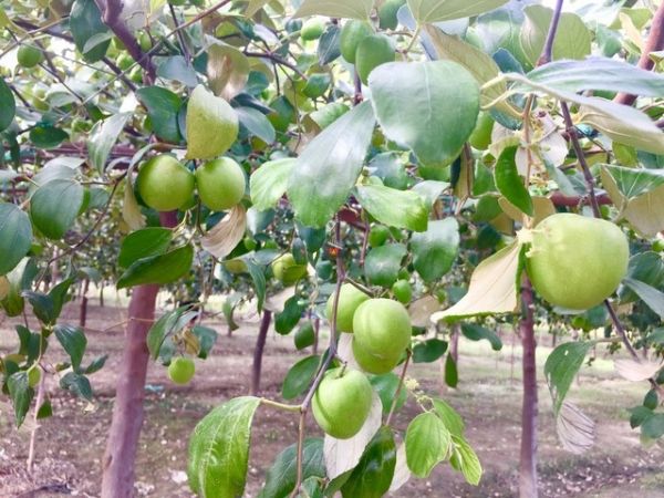 Nha Trang To Vinh Hy Day Tour