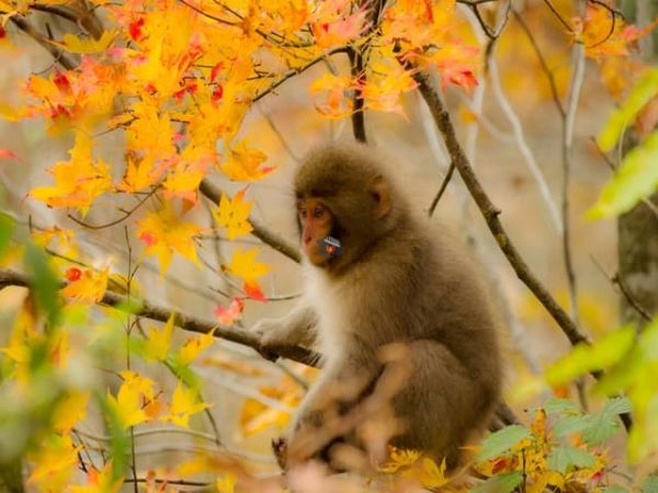 Nha Trang Monkey Island Day Tour