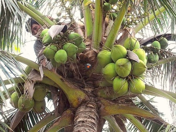 Nha Trang River Tour